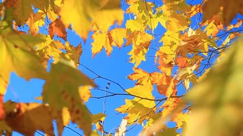Fall leaves on tree7-MVI 6360 Stock Footage 9280862
