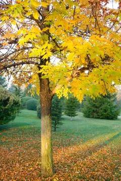 Fall leaves trees Stock Photos