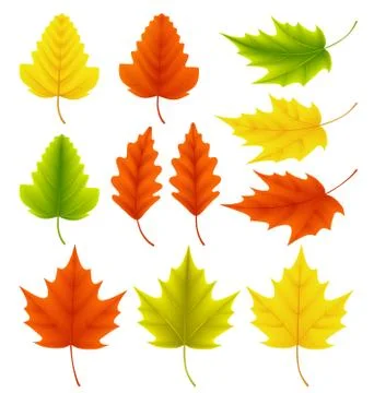 Fall leaves vector collection. Set of autumn leaves 스톡 일러스트