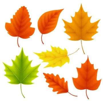 Fall leaves vector set for autumn season and seasonal elements 스톡 일러스트