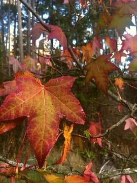 Fall Leaves in WA 스톡 사진