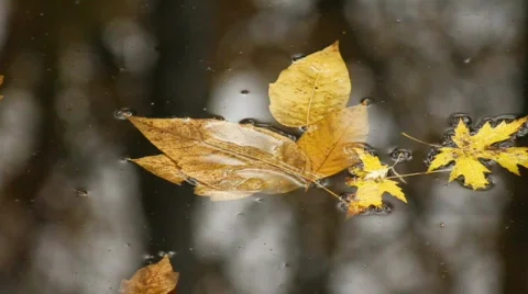 Fall Leaves in water Video stock 540286