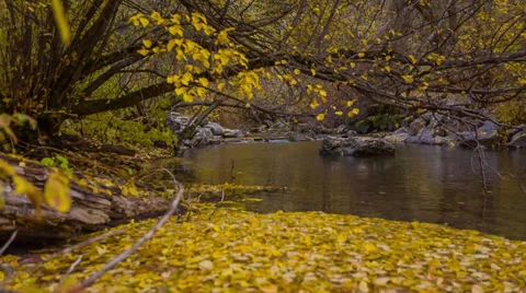 Fall leaves in water on mountain stream Stock Footage 32056945