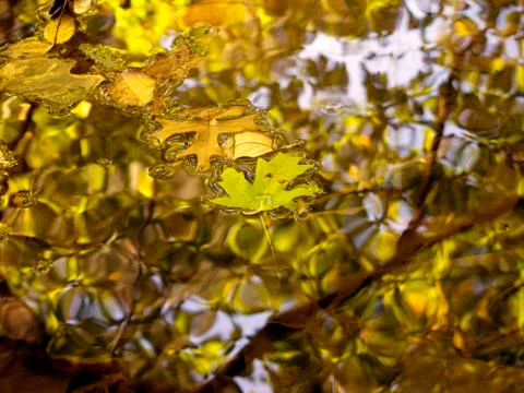 Fall Leaves On Water Stock Photos