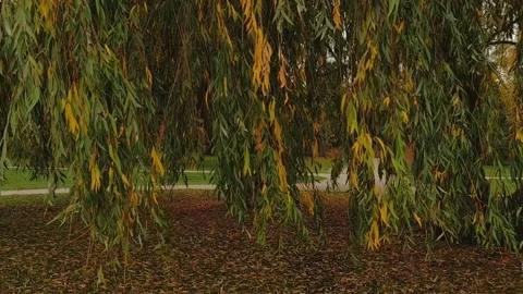 Fall leaves on a weeping willow tree in a park Stromovka in Prague Vídeos de archivo 286186801