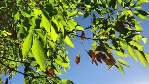 Fall leaves in wind Stock Footage 82188658