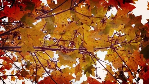 Fall leaves in wind on tree Stockbeeldmateriaal 91309809