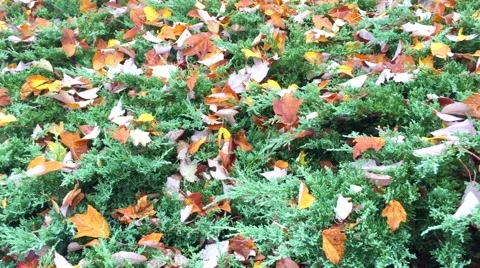 Fall Leaves in Yard Stock Footage 58472163