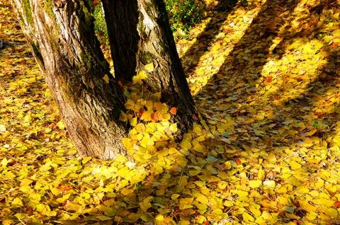 Fall leaves yellow Stock Photos