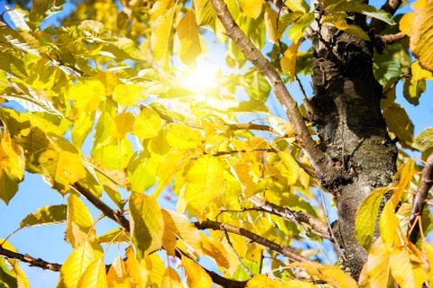 Fall leaves yellow Stock Photos