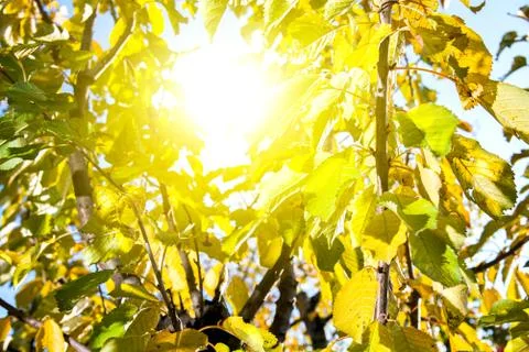 Fall leaves yellow Stock Photos