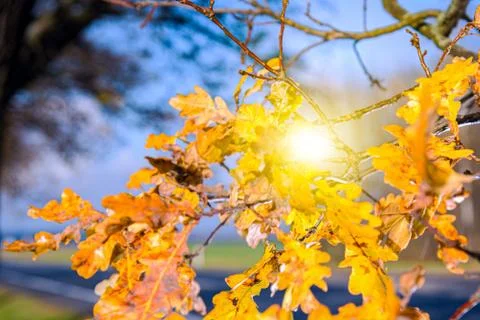 Fall leaves yellow Stock Photos