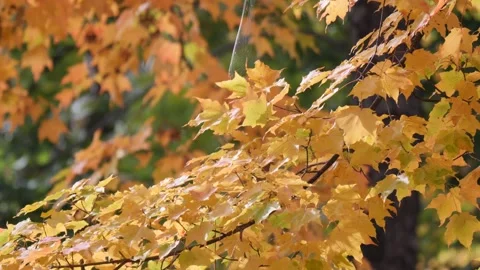 FALL LEAVES, YELLOW, SPIDER WEB, CLOSE UP, SLO-MO Stock Footage 142586649