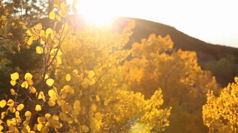 Fall leaves zoom out Vídeos de archivo 35948035