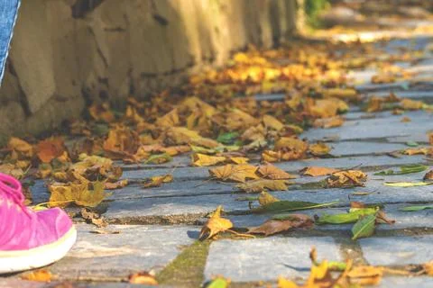 Fall leaves,sneakers. Stock Photos