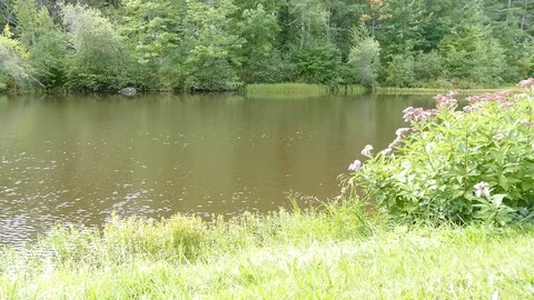 Fall Maine pond Stock Footage 101619102