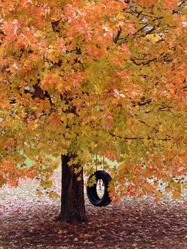 Fall Maple and Tire Swing Stock Photos