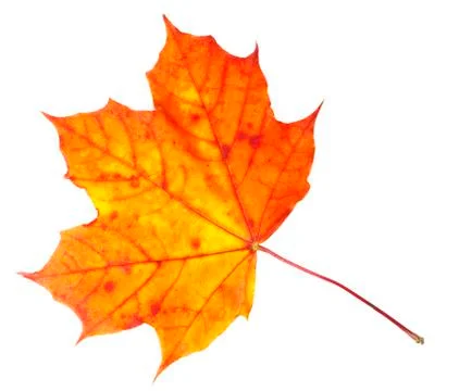 Fall maple leaf Stock Photos