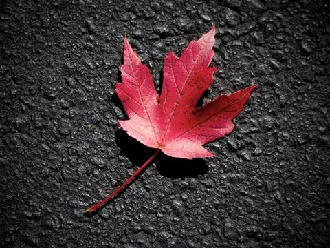 Fall Maple Leaf Stock Photos