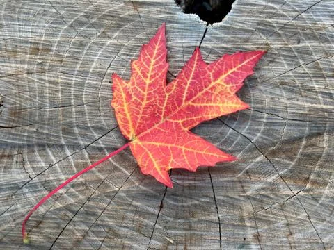 Fall maple leaf Stock Photos
