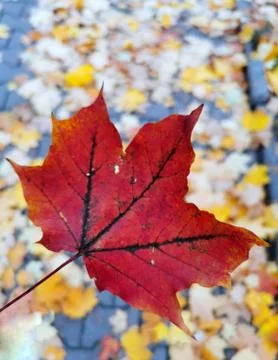 Fall maple leaf. Stock Photos