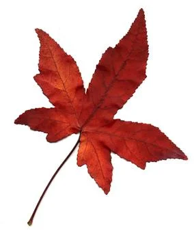 Fall maple leaf Stock Photos