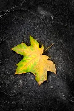 Fall Maple Leaf on Rough Rock in Wilderness Autumn Stock Photos