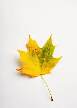 Fall maple leaf on white. Stock Photos