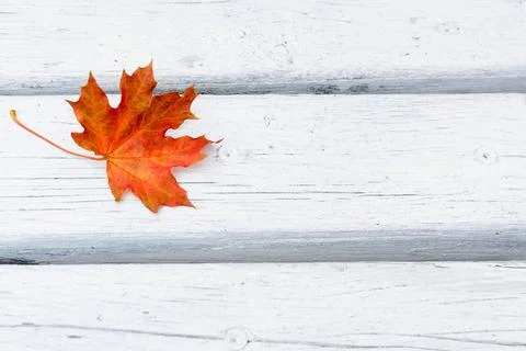 Fall maple leaf on white wooden background Fall maple leaf on white wooden... Foto stock