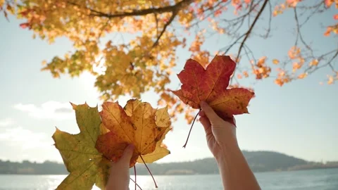 Fall maple leaves, autumn scene, fall colors, happy place, nature park, slow Stock Footage 220598403