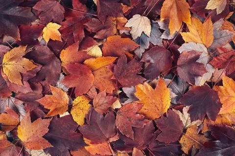 Fall maple leaves background Stock Photos