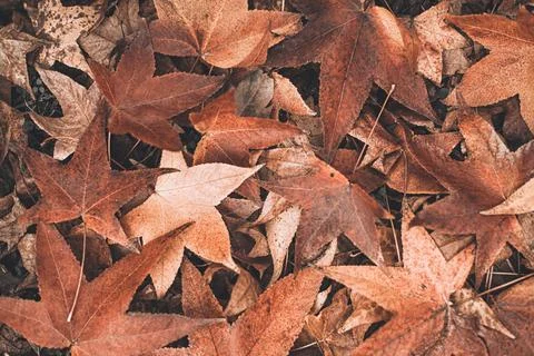 Fall maple leaves background Stock Photos