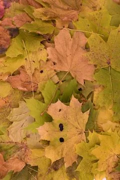 Fall Maple Leaves Background Stock Photos