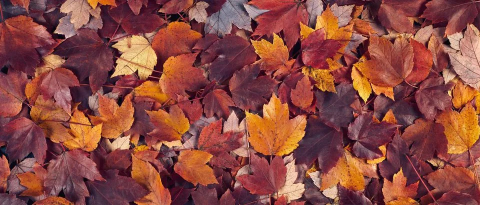Fall maple leaves banner background Stock Photos