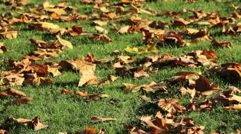 Fall maple leaves blowing in the wind Stock Footage 20543067