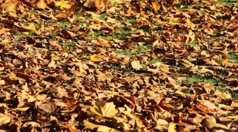 Fall maple leaves blowing in the wind Vidéo 20543118