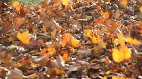 Fall maple leaves blowing in the wind Видео 20543127