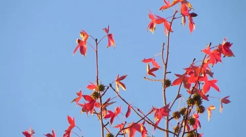 Fall Maple Leaves Blowing in the Wind Stockbeeldmateriaal 43967922