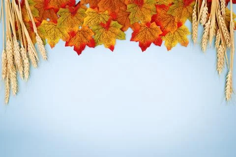 Fall maple leaves on blue background, copyspace Stock Photos