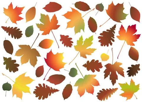 Fall maple leaves colored collection Stock Illustration