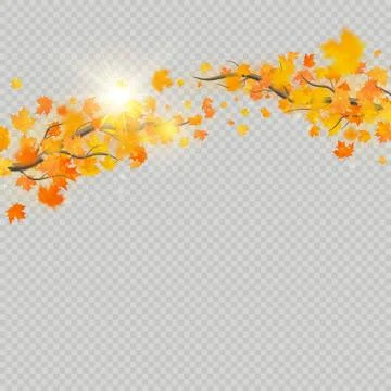 Fall maple leaves with delicate sun for decoration. Autumn leaves border Stock Illustration