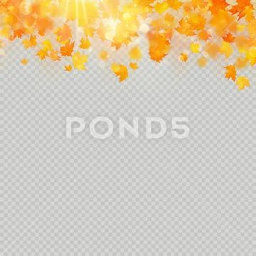 Fall maple leaves with delicate sun for decoration. Autumn leaves border Stock Illustration