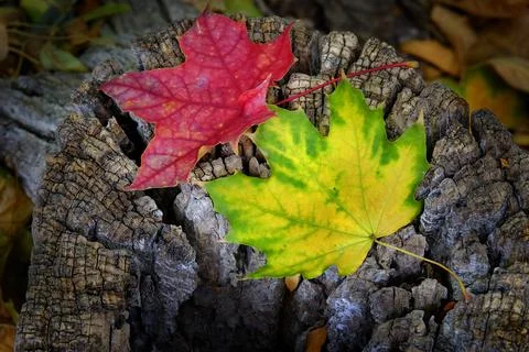 Fall Maple Leaves Fallen on Ground or Stump Stock Photos
