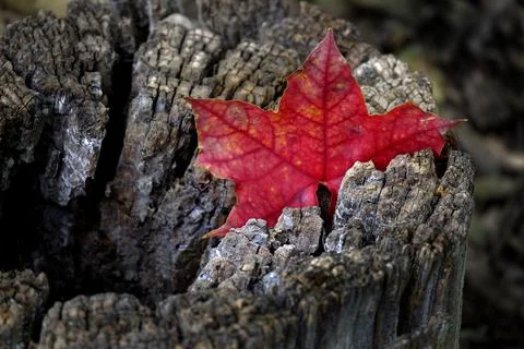Fall Maple Leaves Fallen on Ground or Stump Stock Photos