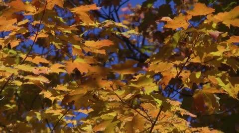 Fall Maple Leaves Stock Footage 8991608