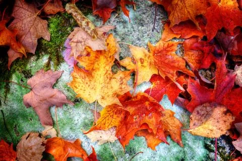 Fall maple leaves on forest floor Stock Photos