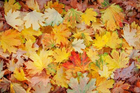 Fall Maple Leaves in Full Color Stock Photos