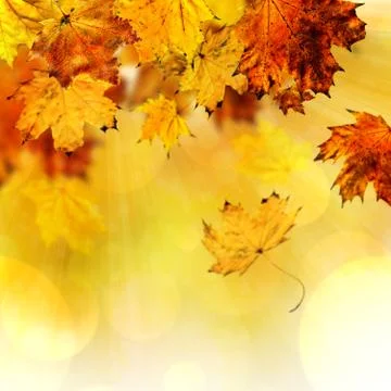 Fall maple leaves Ilustración de archivo
