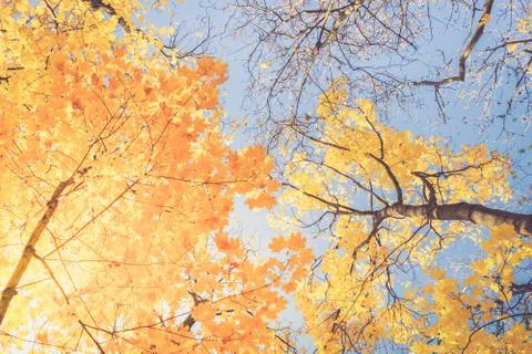 Fall maple leaves Stock Photos