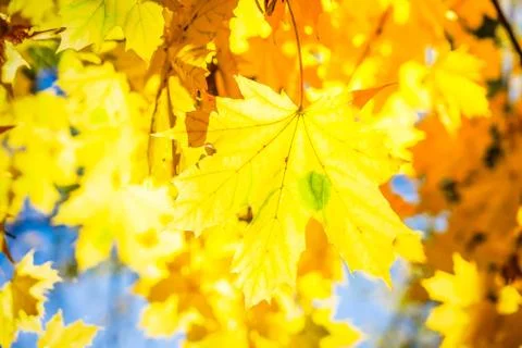 Fall maple leaves Foto stock